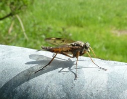 Fly - Photo by Adrian McGrath