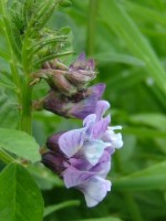 Bush Vetch (Vicia sepium), Creevelea Friary, Co. Leitrim