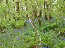 Ash Woodland, Marble Arch Caves Geopark, Co. Fermanagh