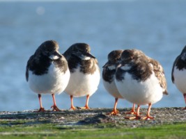 Turnstones (Arenaria interpres) in their winter plumage, Loughshinny Harbour, Co. Dublin