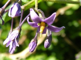 Bittersweet (Solanum dulcamara), Corrib Walk next to Galway City