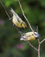 Blue Tits in Scarva, Craigavon, Co. Armagh - Photo by Adrian McGrath