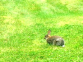 A rabbit in grass in killarney, Co. Kerry