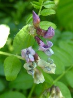 Bush Vetch, Bray, Co. Wicklow, Ireland