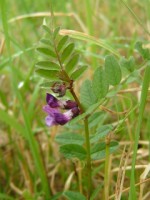 Bush Vetch in graveyard of Muckross Abbey, Killarney