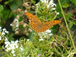 Butterfly on white form of Red Valerian (Centranthus ruber), Muckross Abbey, Killarney, Co. Kerry