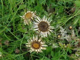 Carline Thistle (Carlina vulgaris), Doolin, Co. Clare