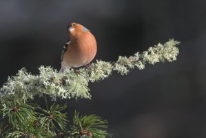 Chaffinch on a branch covered in lichen, Newry, Co. Down - Photo by Adrian McGrath