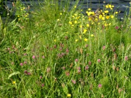 Varied coloured wildflowers along the River Corrib, Galway City