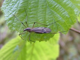 A Crane Fly on a leaf, The Burren, Co. Clare