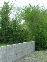 Hedgerow interrupted to provide wall for housing development