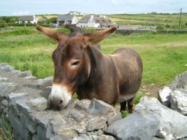 A donkey in Doolin, Co. Clare