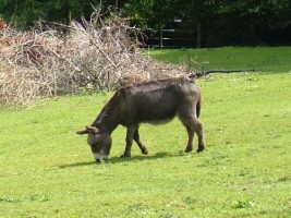 Donkey grazing near Enniskerry, Co. Wicklow