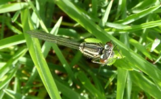 Dragonfly resting on grass from above - Photo by Adrian McGrath 