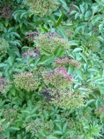 An Elder bush at Monasteroris, Edenderry, Co. Offaly