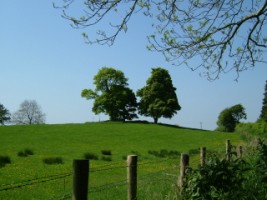 Trees on a hill at Esker, Athenry, Co. Galway