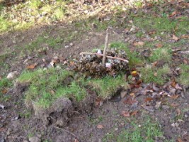 Grave of our family dog, Sceolan, 1993 - 2011