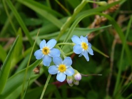 A Forgetmenot on Holy Island, Lough Derg, Co. Clare