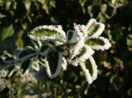 Cotoneaster with ice around the edges of its leaves, The Abbey, Galway 