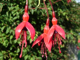 Fuchsia (fuchsia magellanica), Baltimore, Co. Cork, Ireland