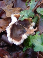 Fungus, Kiltoom, Moorehall, Co. Mayo