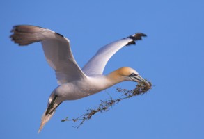 Gannet gathering building material for nesting on Saltee, Co. Wexford - Photo by Adrian McGrath