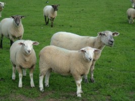 Sheep at Airfield, Dundrum, Co. Dublin