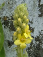 Close up of Great Mullein, Meelick graveyard, Co. Galway
