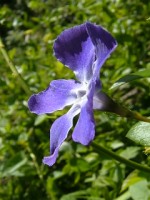 Greater Periwinkle in road-side hedge, Co. Tipperary