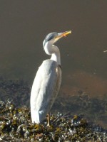 Grey Heron in the R. Lee at St. Patrick's Quay, Cork City