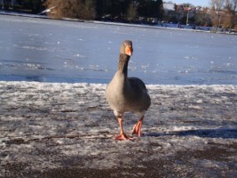 Greylag Goose, Cardiff, Wales