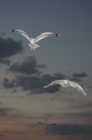 Gulls at night. Photo by Adrian McGrath