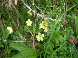 Primrose, a common flower growing in hedges