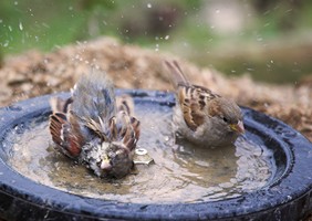 House sparrows washing. Photo by Adrian McGrath