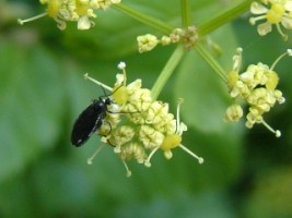 Insect on an umbellifer, San Damiano, Assisi