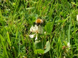 Insect at work on a white clover, Co. Wicklow, Ireland