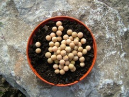 Irish Green Pea - native to Ireland