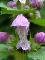 Large Red Dead Nettle (Lamium garganicum), San Damiano, Assisi