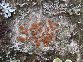 A lichen on a tree beside the Corrib, Galway