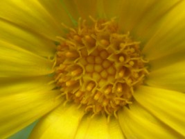 Calendula Marigold - closer still!