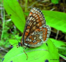 Bogs are one of the habitats of the beautiful Marsh Fritillary butterfly 