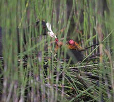 Coot feeding her young in her nest at a reedbed. Photo by Adrian McGrath