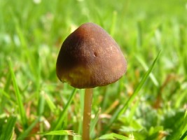 Mushroom at Multyfarnham, Co. Westmeath