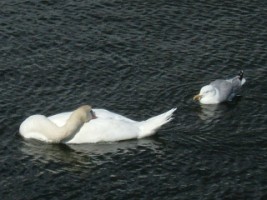 Mute swan relaxing with onlooking gull, Galway pier, Galway city