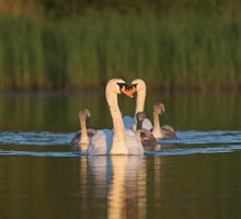 A family of mute swans on a lake. Photo by Adrian McGrath