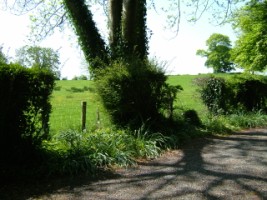 A neglected hedgerow that needs remedial work to be carried out, Co. Galway