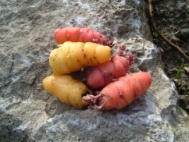 Oca, also known as Connemara Potatoes