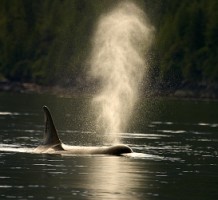 An orca (Killer Whale) in waters of Canada - Photo by Adrian McGrath