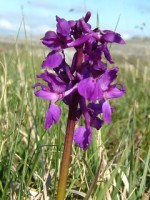 Orchid, The Burren, Co. Clare