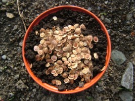 Bedford Monarch Parsnip, an old, rare heritage variety